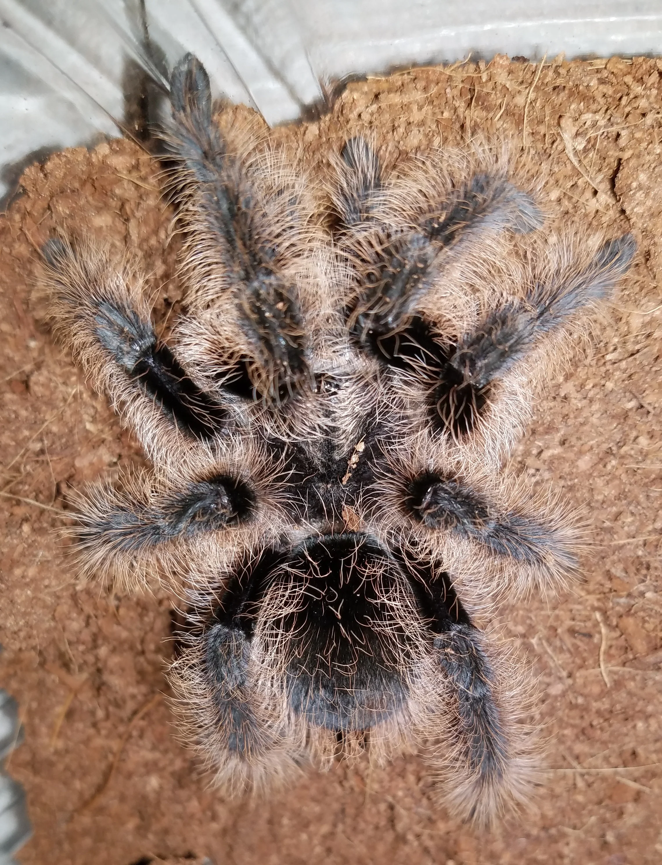 Curly Hair Tarantula (Tliltocatl ex. Brachypelma albopilosus) Small - Image 5