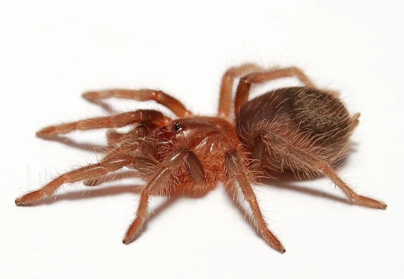 Curly Hair Tarantula (Tliltocatl ex. Brachypelma albopilosus) Small - Image 6