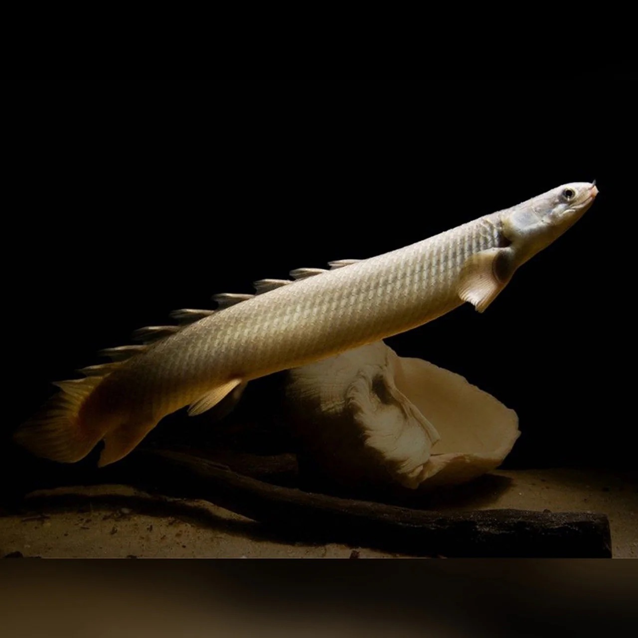 Polypterus Senegalus | Senegal Bichir