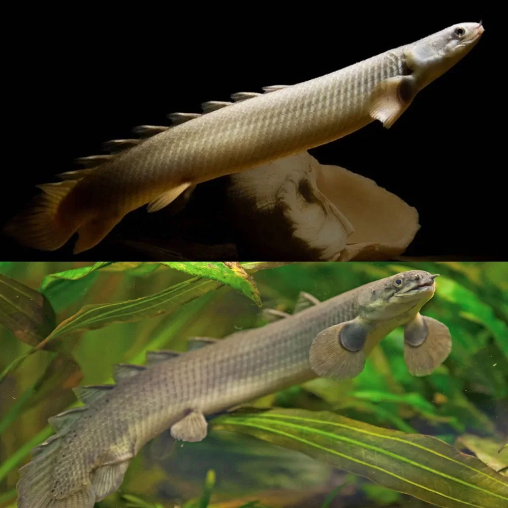 Polypterus Senegalus | Senegal Bichir - Image 3