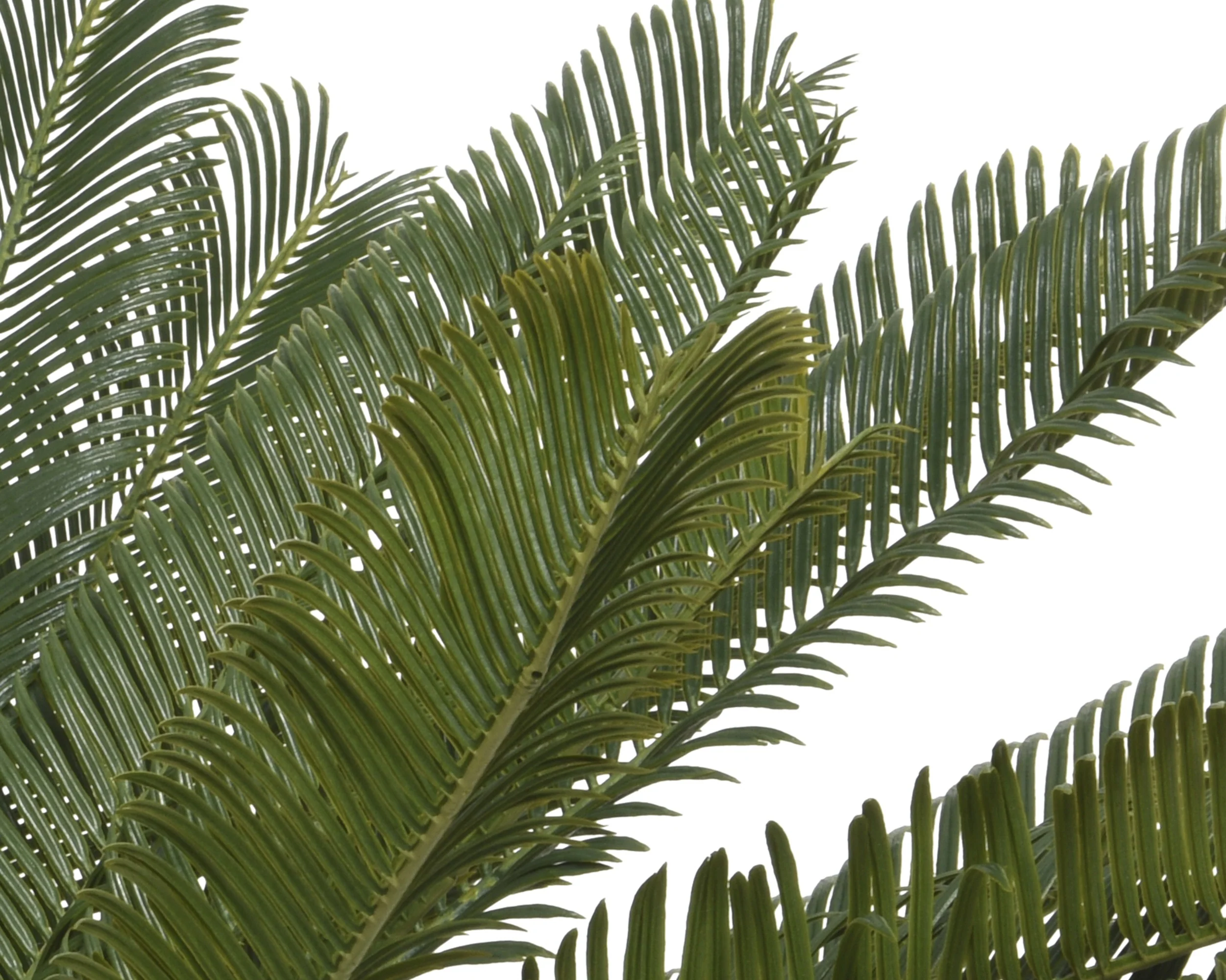 Cycas in pot - Image 3