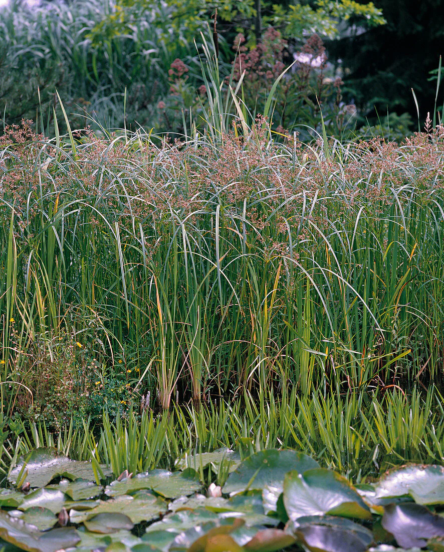 Cyperus longus P9