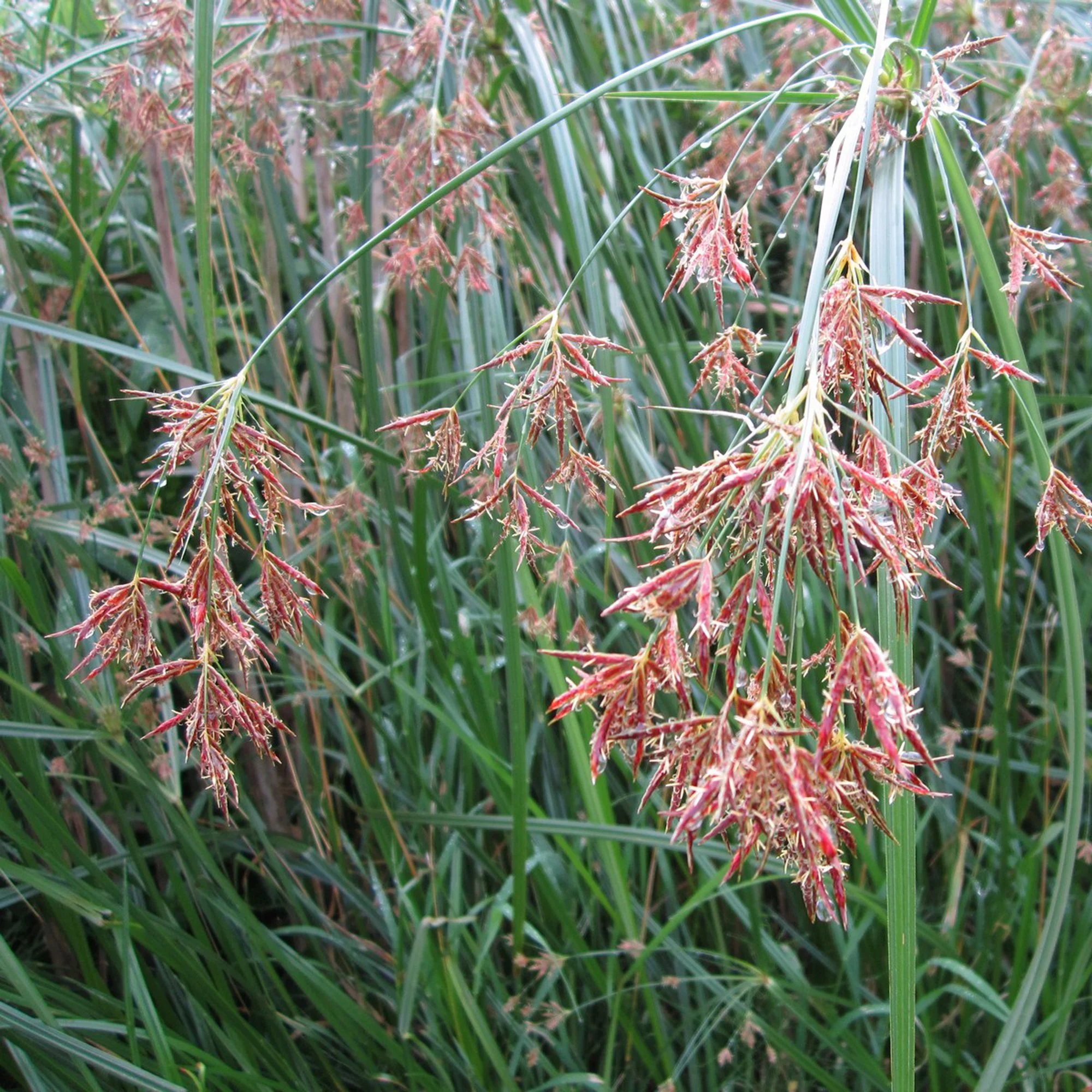 Cyperus longus P9 - Image 2