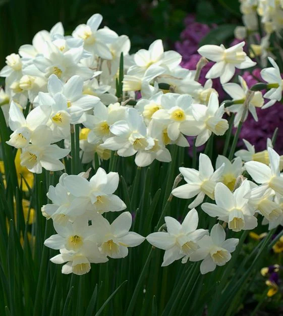 Daffodil Narcissus 'Sailboat' (8 Pack) - Image 4