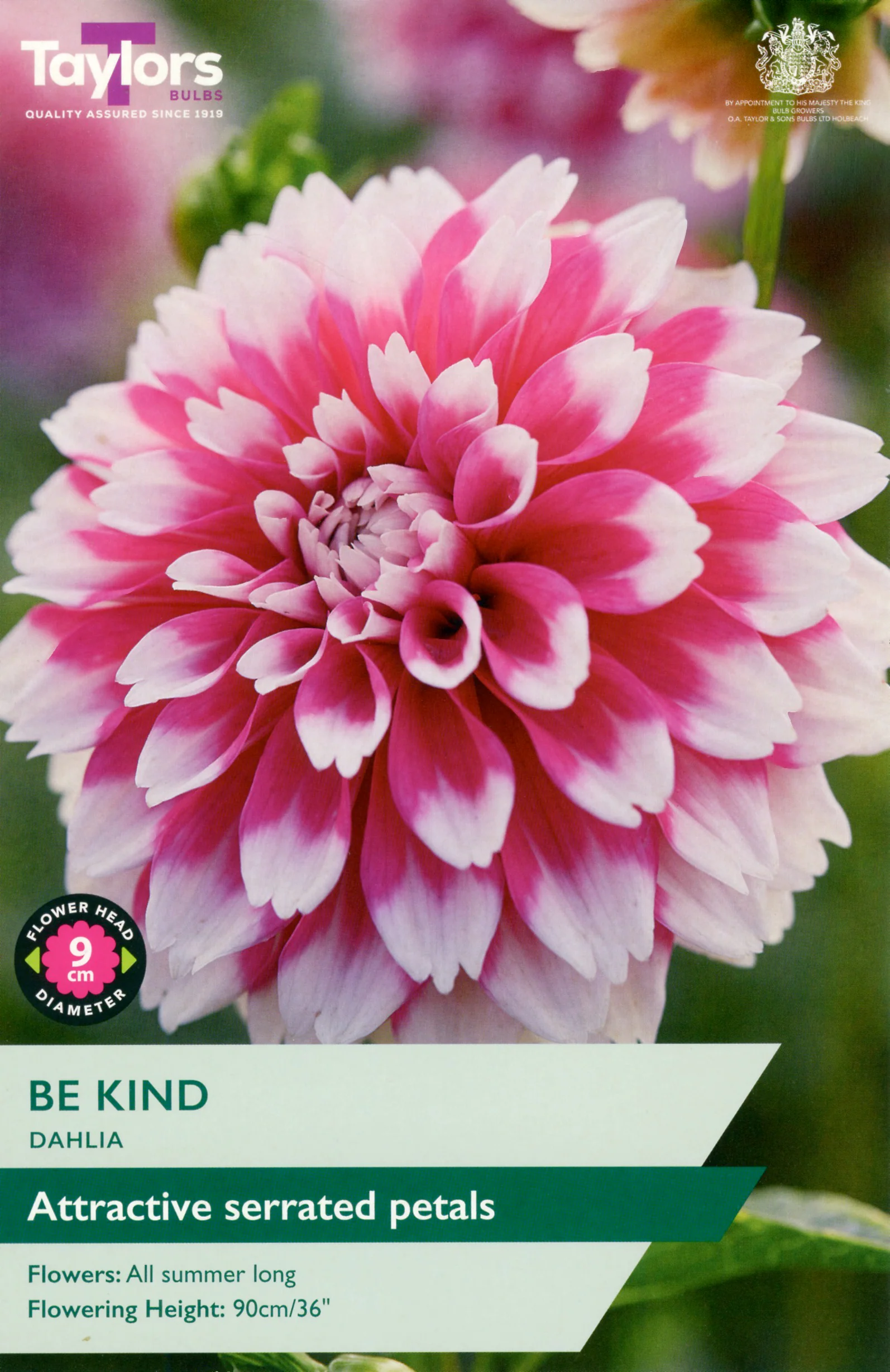 Dahlia Be Kind 1 Bulb Per Pack