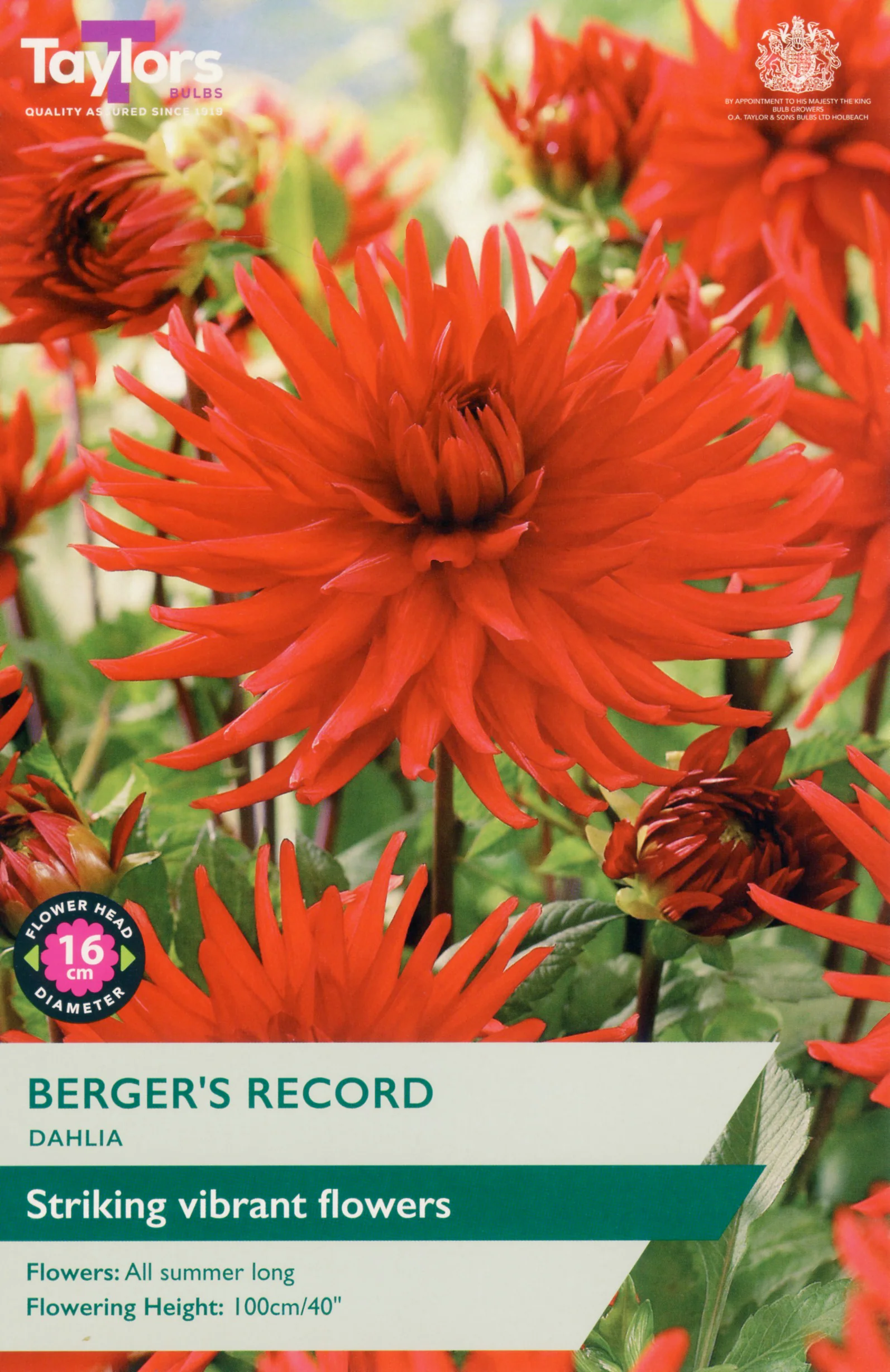 Dahlia Berger's Record 1 Bulb Per Pack