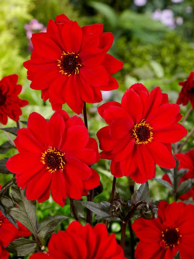 Dahlia 'Bishop of Llandaff'  2Litre - Image 2