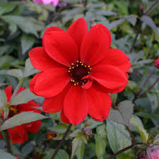 Dahlia 'Bishop of Llandaff'  2Litre - Image 3