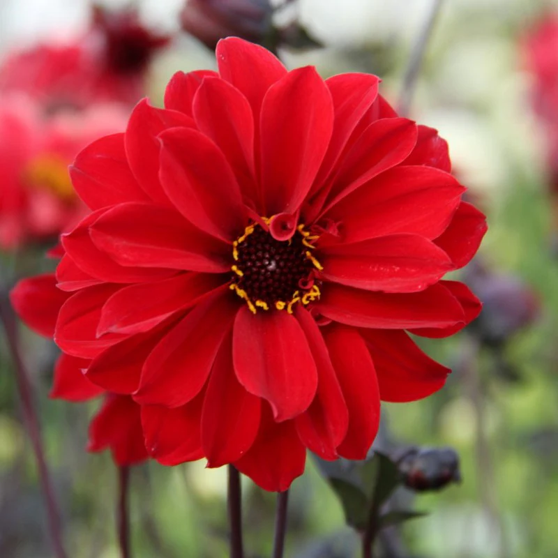 Dahlia Bishop of Llandaff 2 Bulbs Per Pack - Image 2