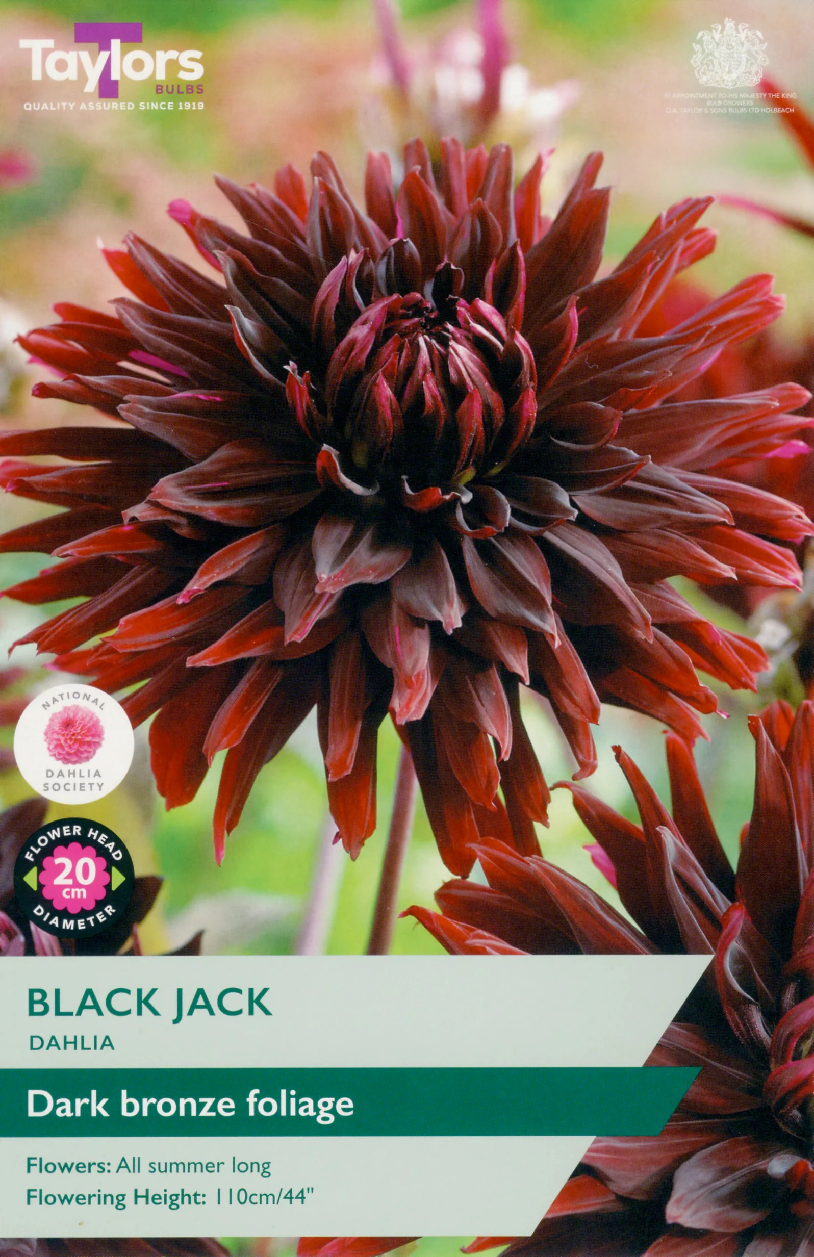 Dahlia Black Jack 1 Bulb Per Pack