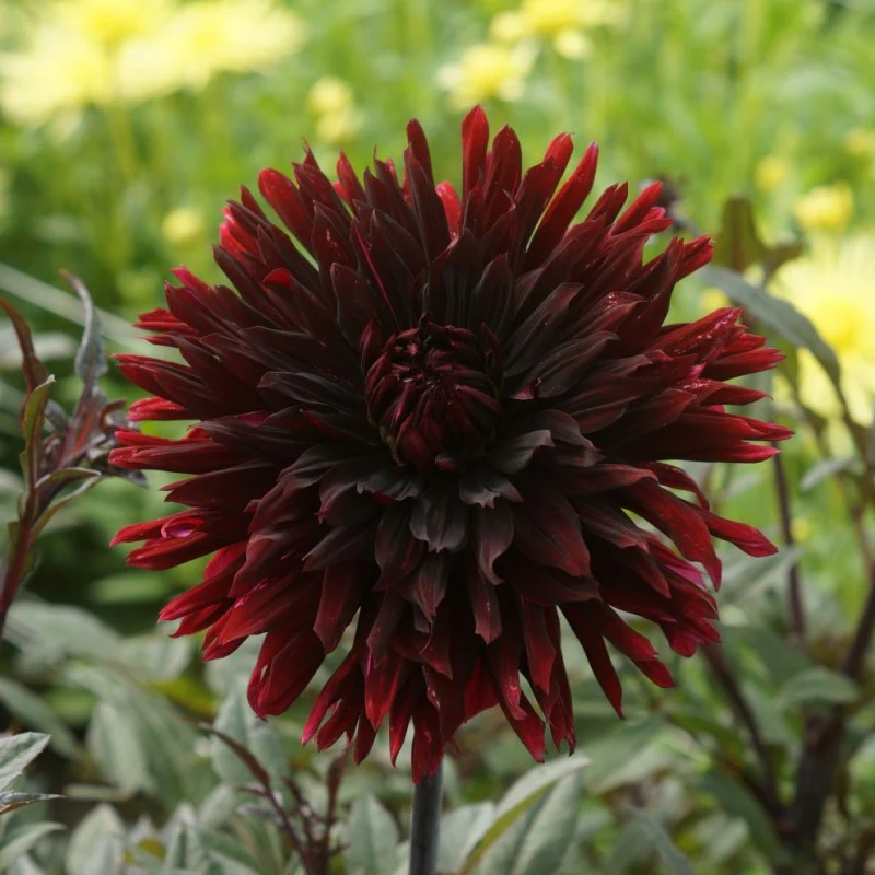 Dahlia Black Jack 1 Bulb Per Pack - Image 2