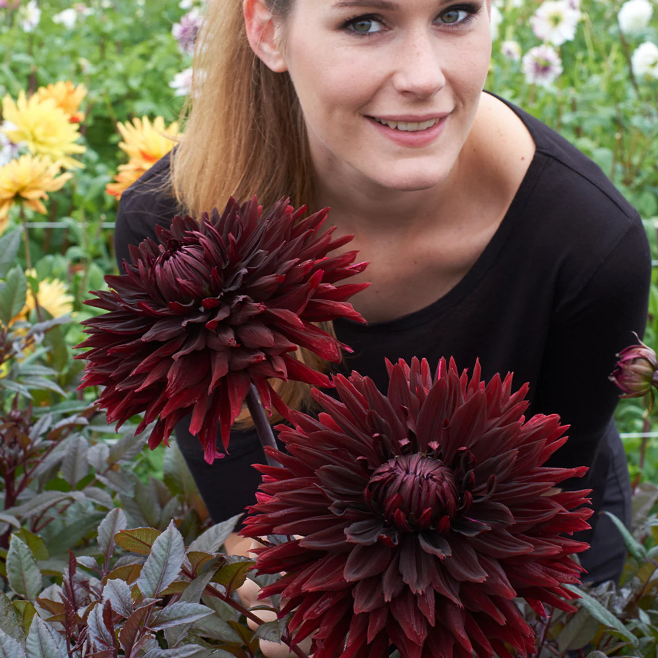 Dahlia Black Jack 1 Bulb Per Pack - Image 4