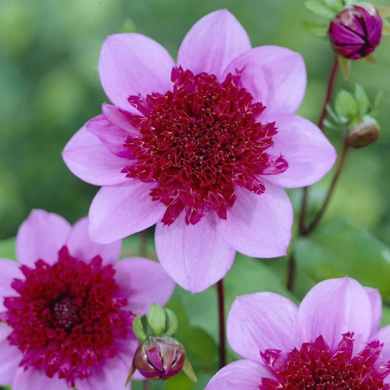 Dahlia Blue Bayou 1 Bulb Per Pack - Image 2