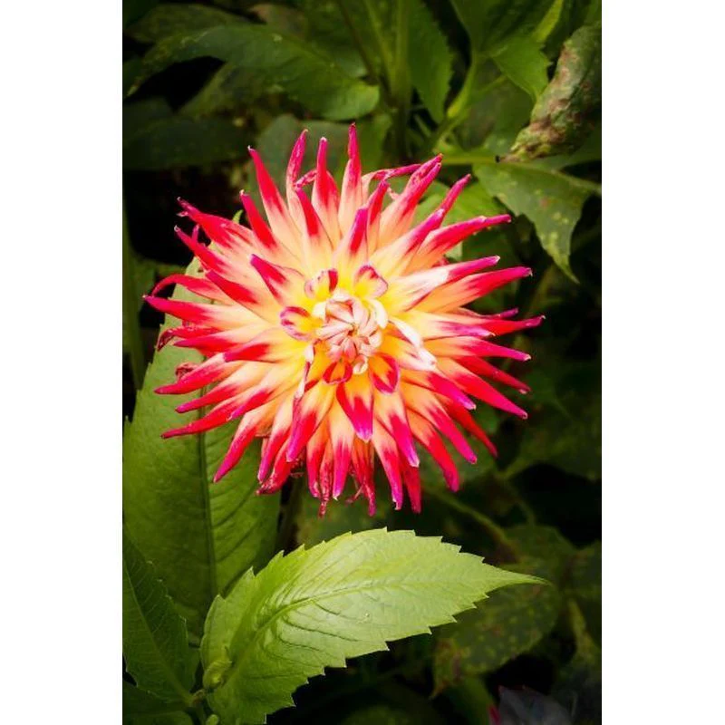 Dahlia Bora Bora 1 Bulb Per Pack - Image 3