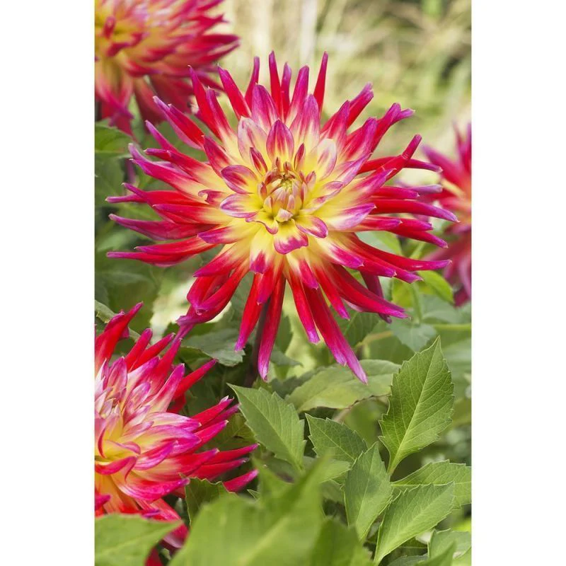 Dahlia Bora Bora 1 Bulb Per Pack - Image 4
