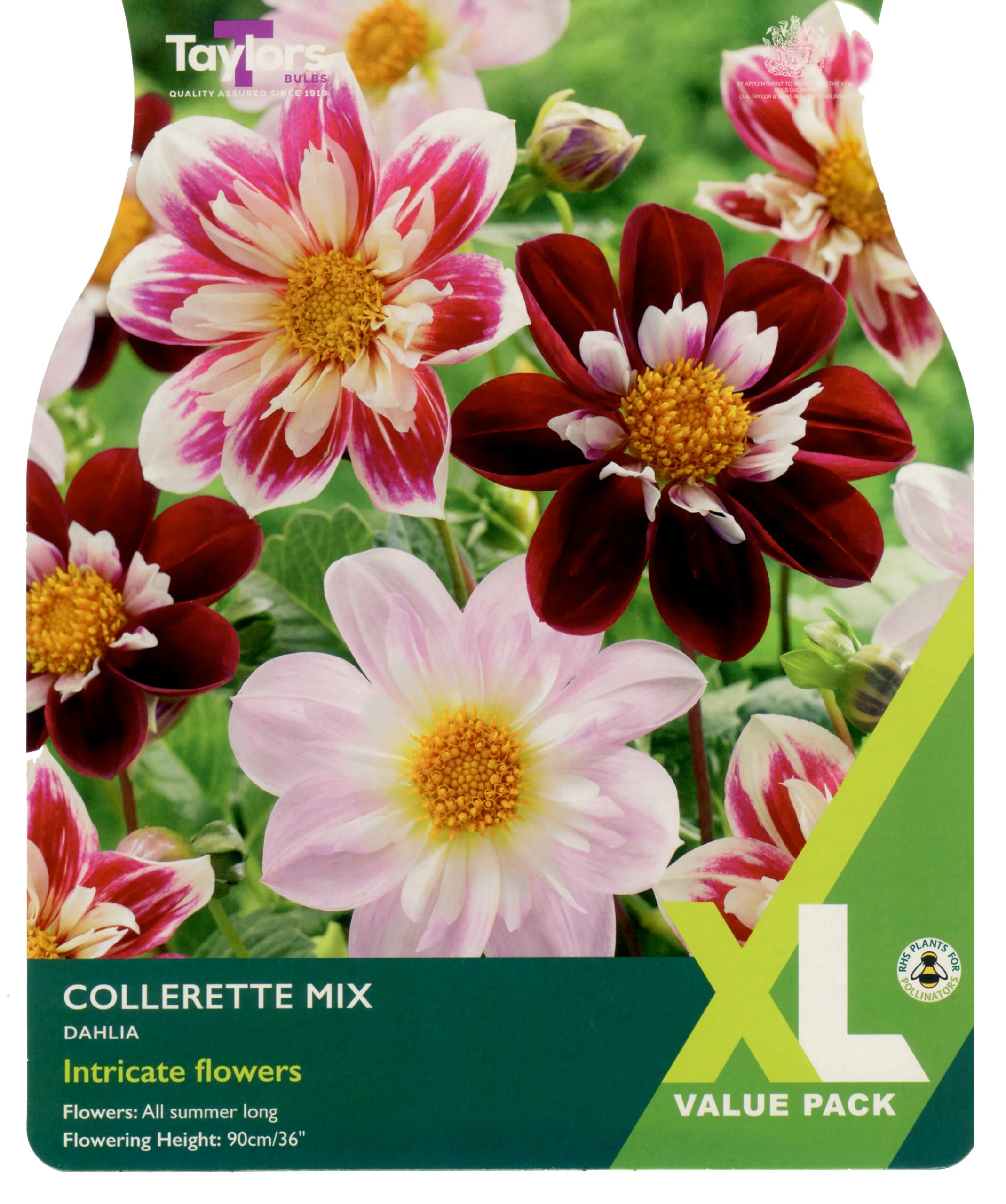 Dahlia Collarette Mixed 2 Bulbs Per Pack