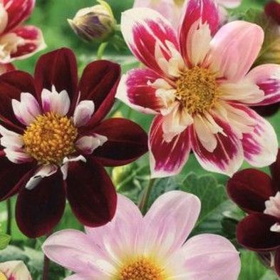 Dahlia Collarette Mixed 2 Bulbs Per Pack - Image 2