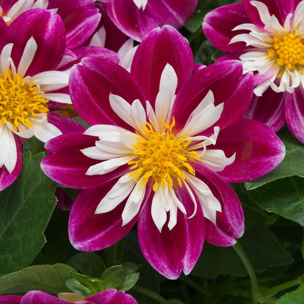 Dahlia Dahlietta 'Surprise Becky' - Image 2