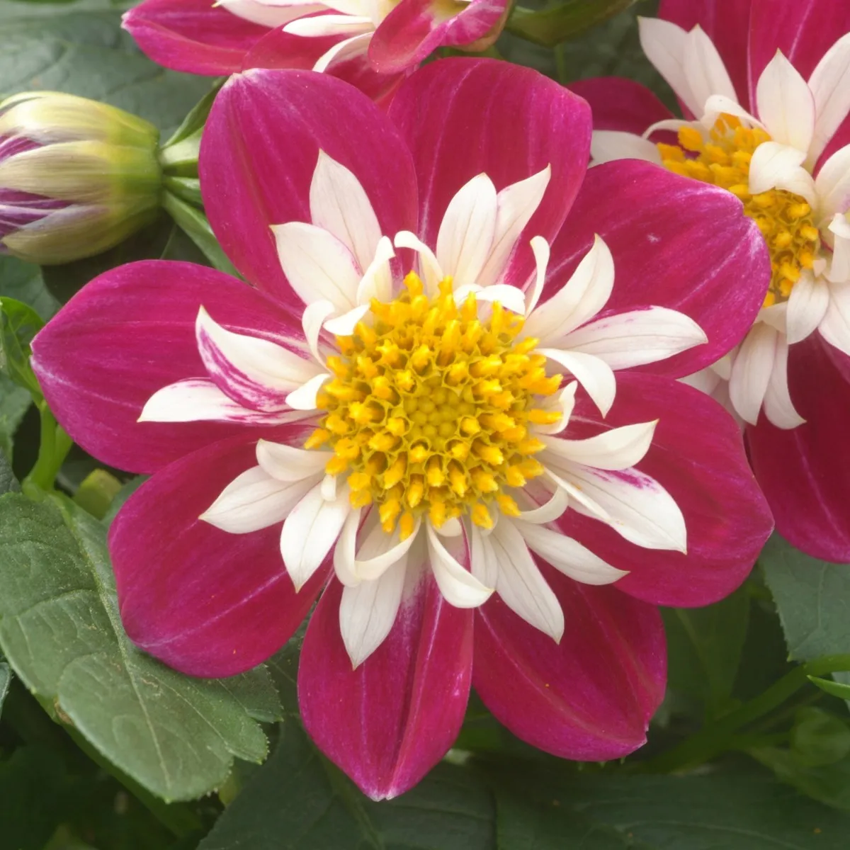 Dahlia Dahlietta 'Surprise Becky' - Image 3