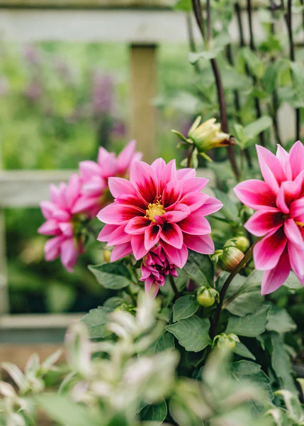 Dahlia Dahlietta 'Surprise Demi' - Image 2