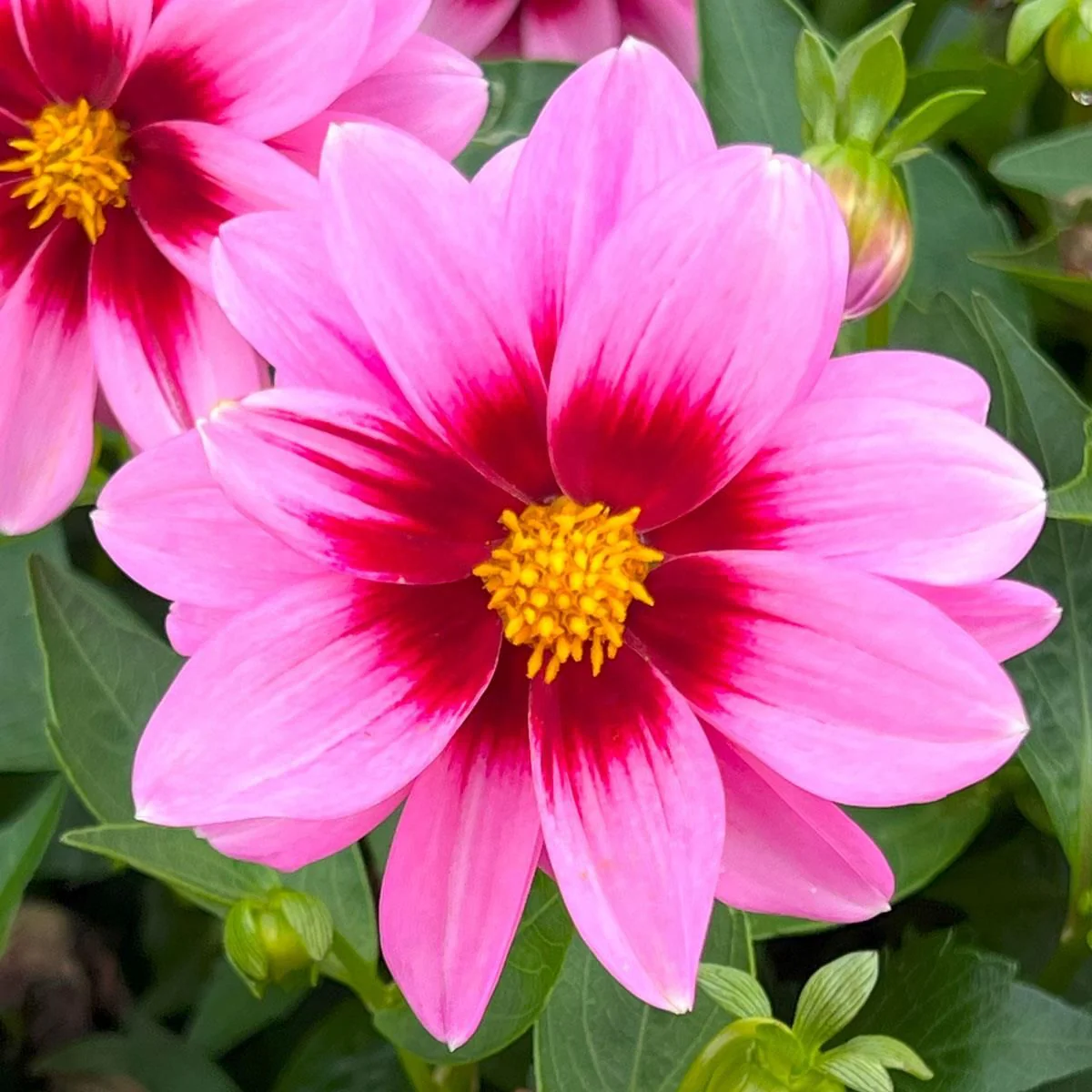 Dahlia Dahlietta 'Surprise Demi' - Image 3