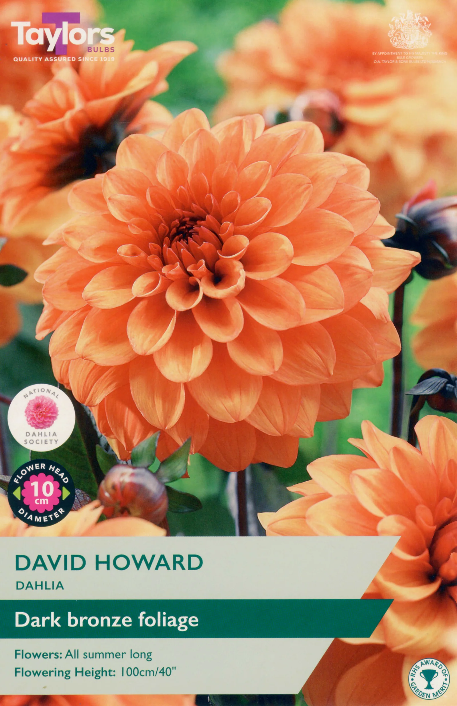 Dahlia David Howard 1 Bulb Per Pack