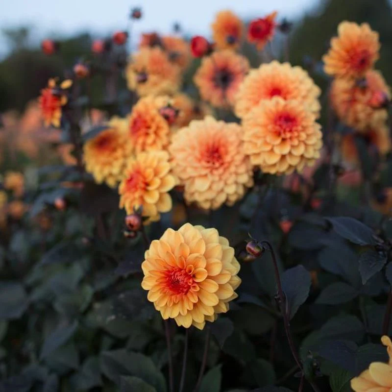 Dahlia David Howard 1 Bulb Per Pack - Image 2