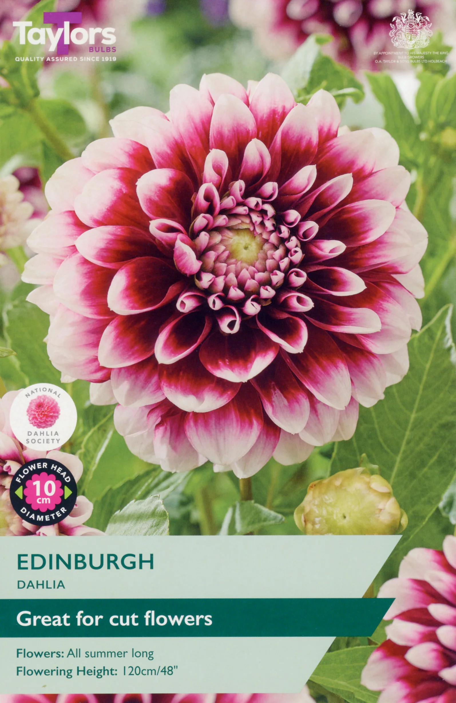 Dahlia Edinburgh 1 Bulb Per Pack
