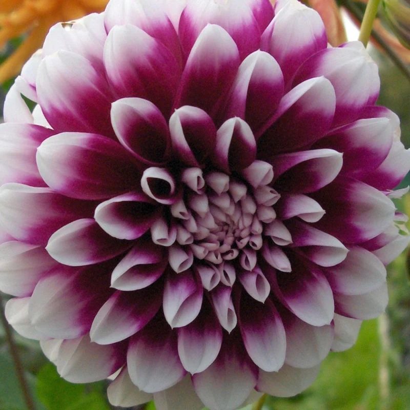 Dahlia Edinburgh 1 Bulb Per Pack - Image 2