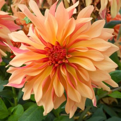 Dahlia French Cancan 1 Bulb Per Pack - Image 2
