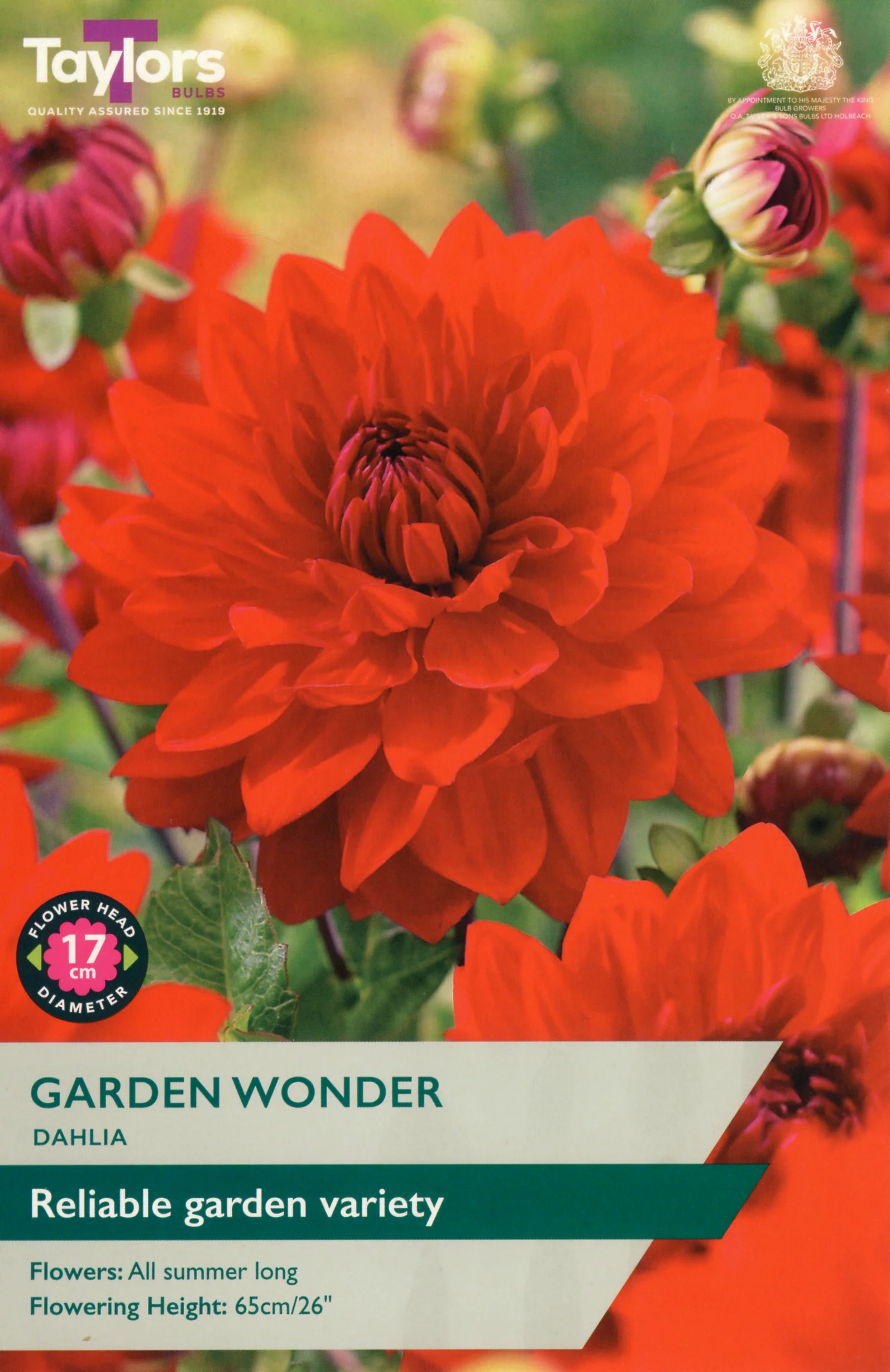 Dahlia Garden Wonder 1 Bulb Per Pack