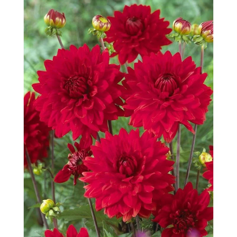 Dahlia Garden Wonder 1 Bulb Per Pack - Image 2