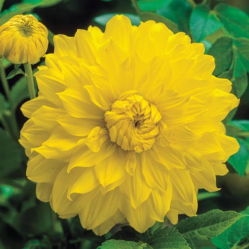 Dahlia Golden Emblem 1 Bulb Per Pack - Image 2