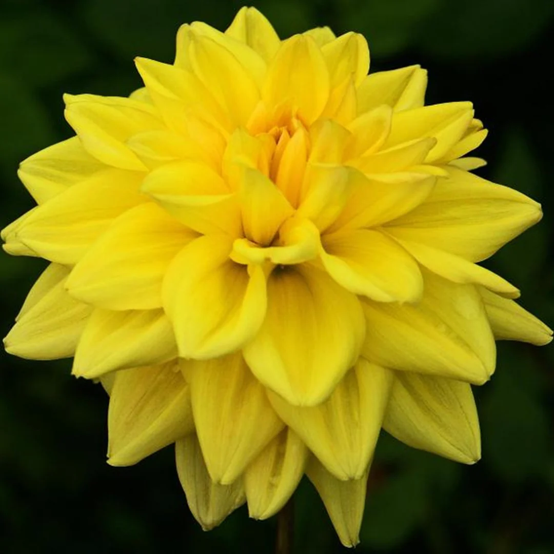 Dahlia Golden Emblem 1 Bulb Per Pack - Image 3