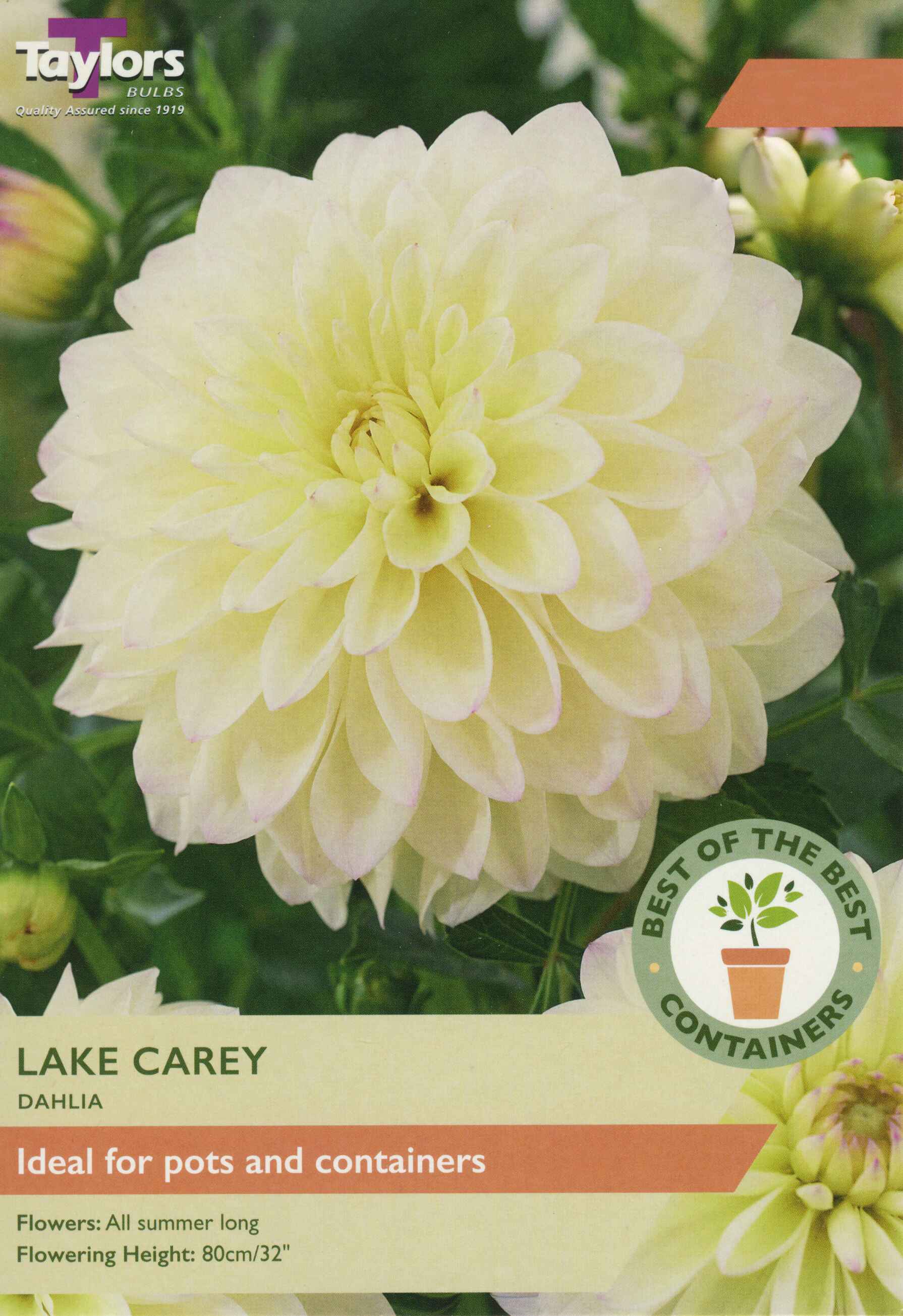 Dahlia Lake Carey 2 Bulbs Per Pack