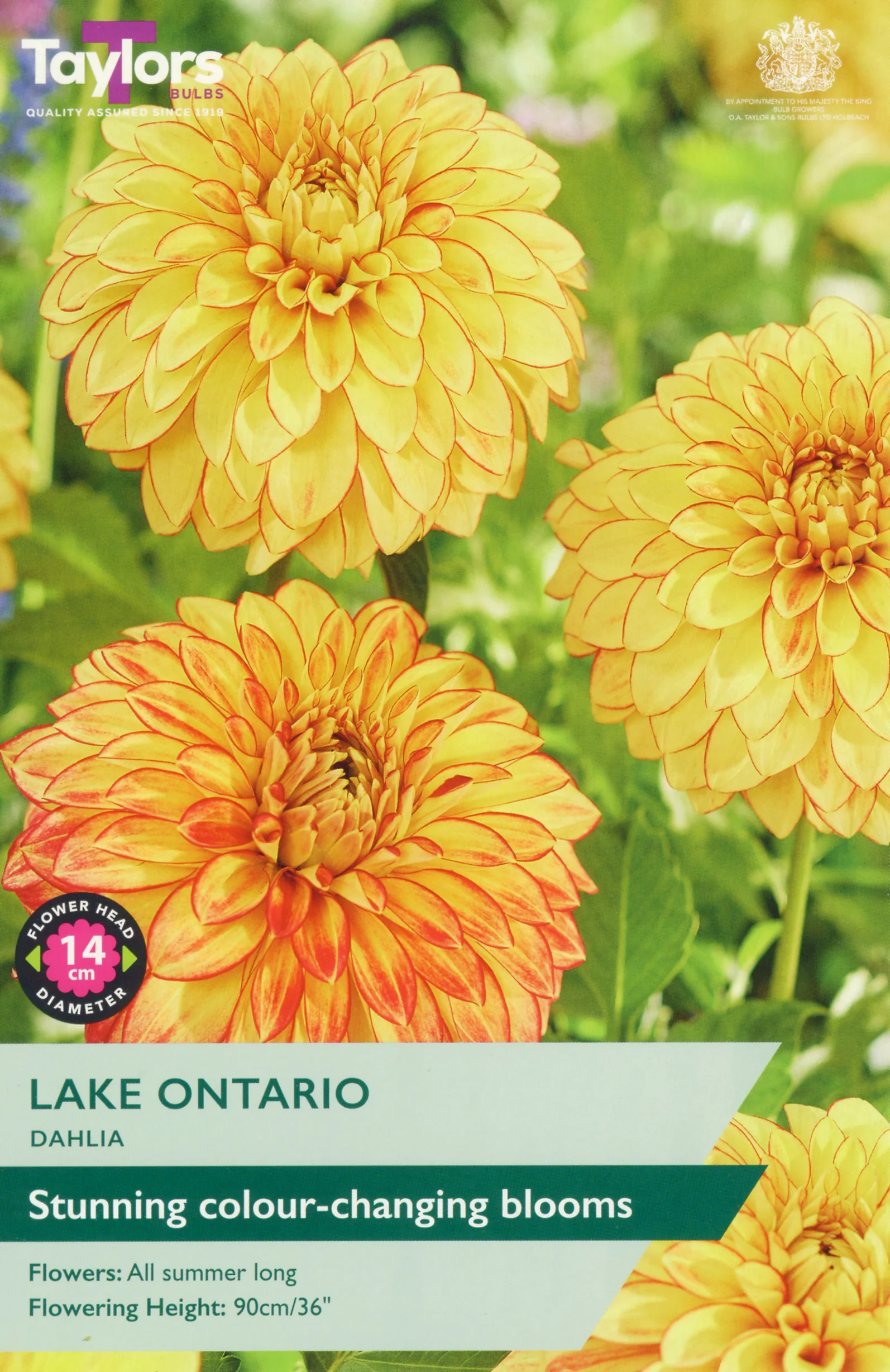 Dahlia Lake Ontario 1 Bulb Per Pack