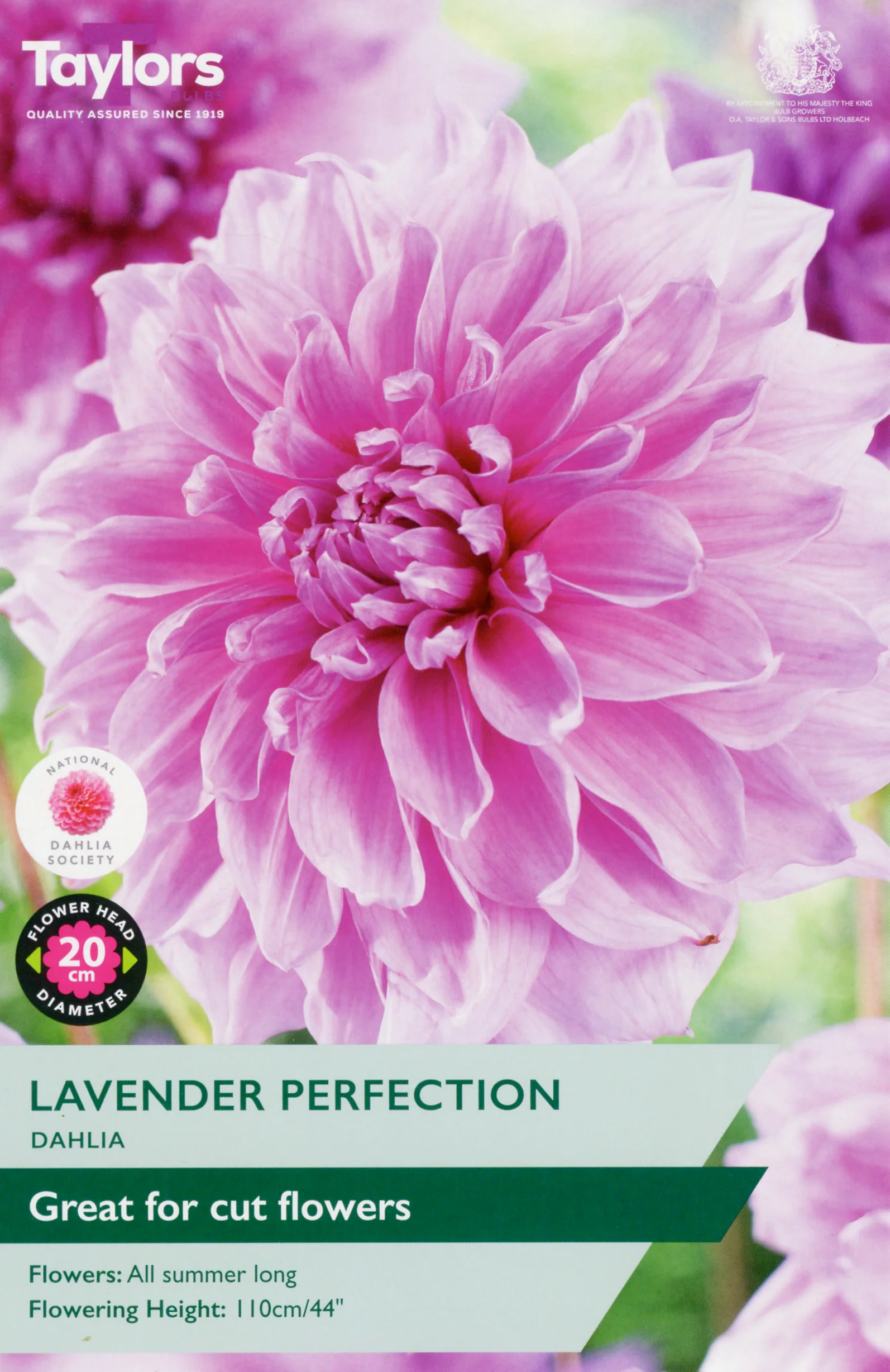 Dahlia Lavender Perfection 1 Bulbs Per Pack