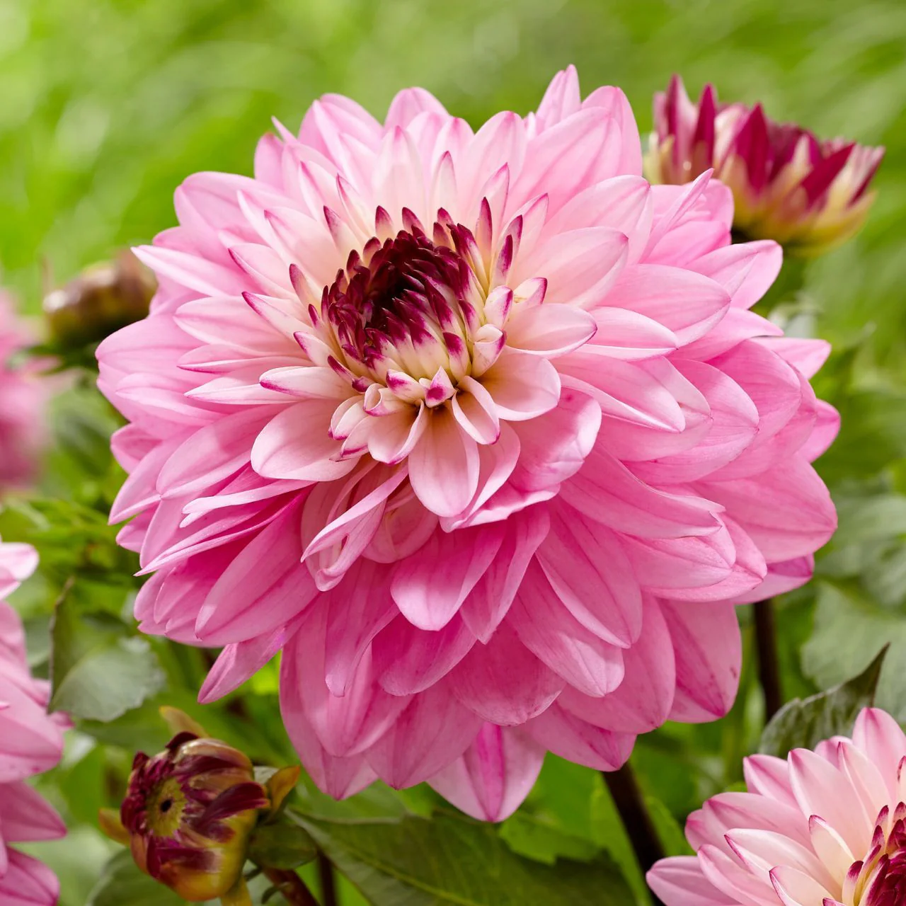 Dahlia Luka Johanna 1 Bulbs Per Pack - Image 2