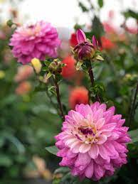 Dahlia Luka Johanna 1 Bulbs Per Pack - Image 3