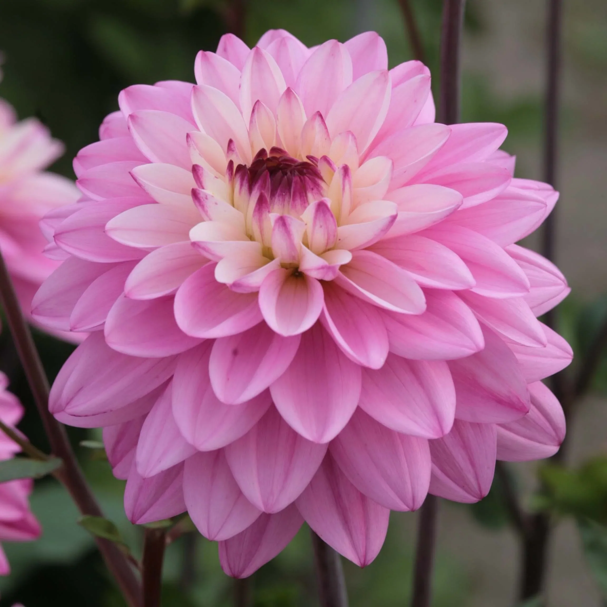 Dahlia Luka Johanna 1 Bulbs Per Pack - Image 4