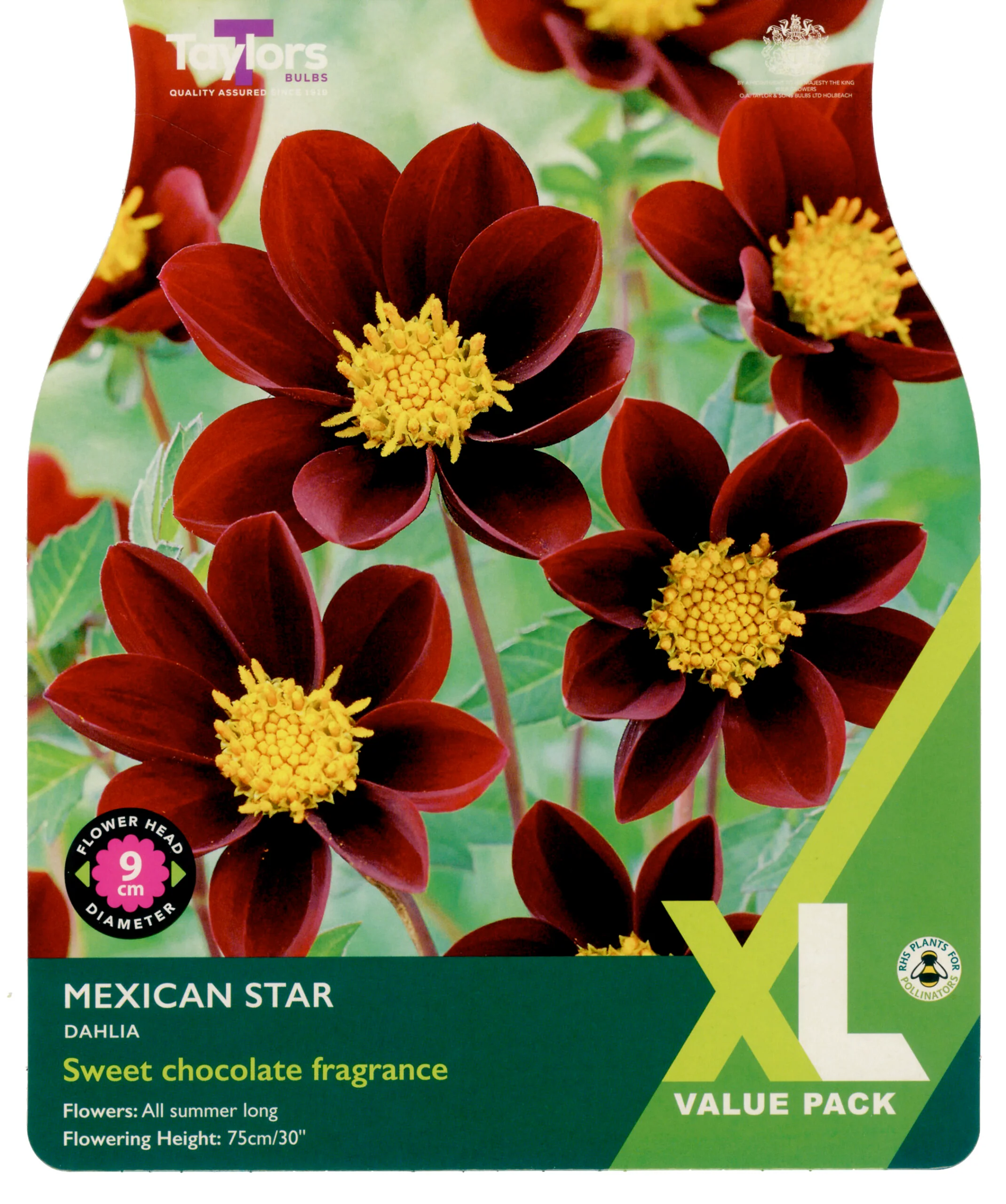 Dahlia Mexican Star 2 Bulbs Per Pack
