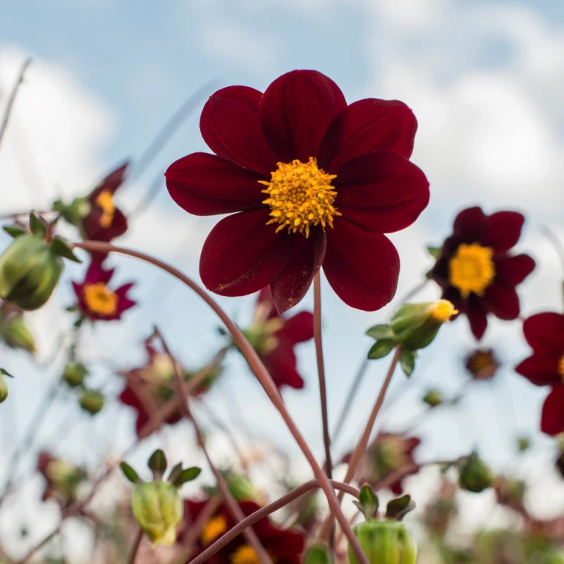 Dahlia Mexican Star 2 Bulbs Per Pack - Image 2