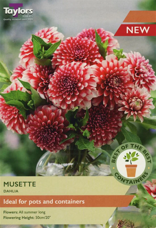 Dahlia Musette 2 Bulbs Per Pack