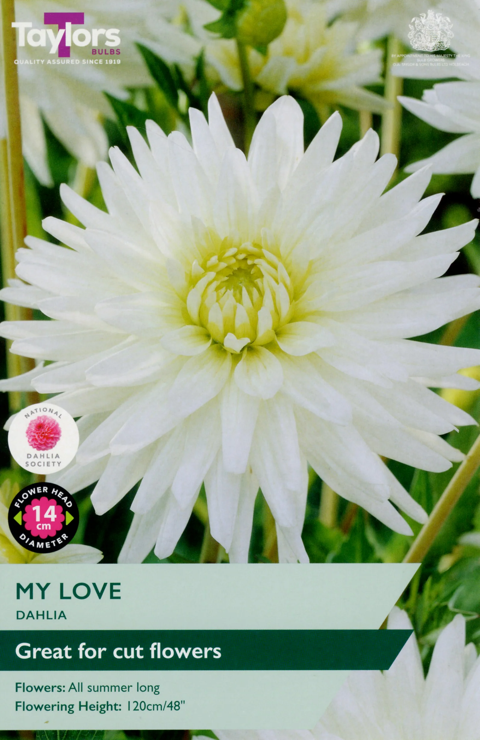 Dahlia My Love 1 Bulb Per Pack