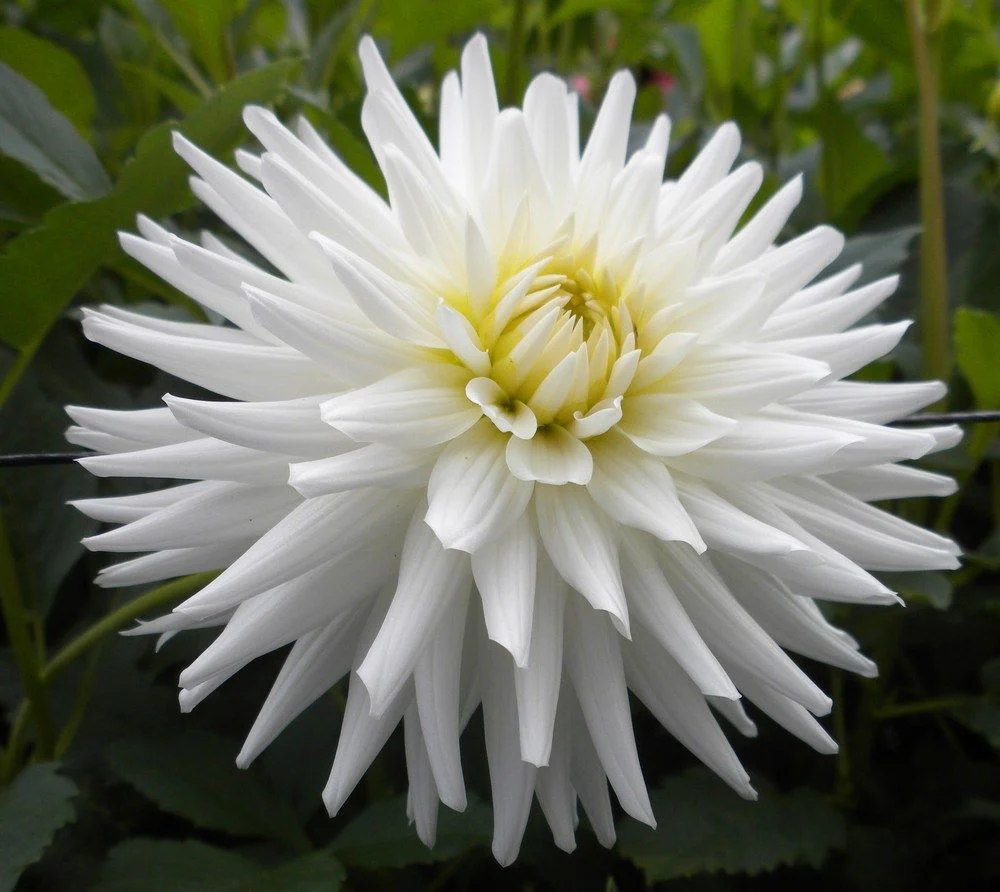 Dahlia My Love 1 Bulb Per Pack - Image 2