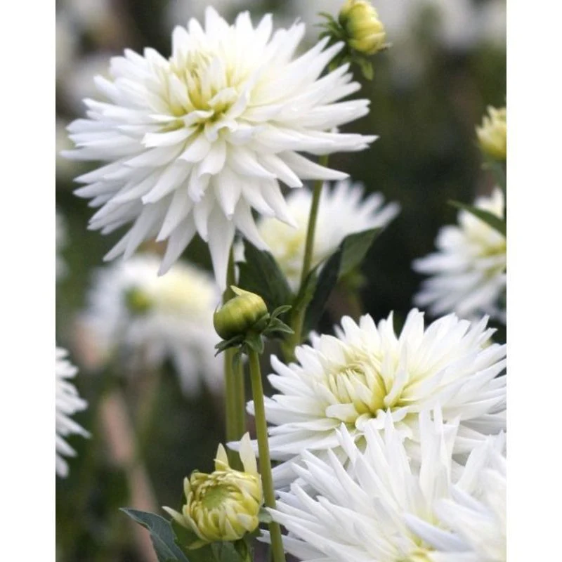 Dahlia My Love 1 Bulb Per Pack - Image 3
