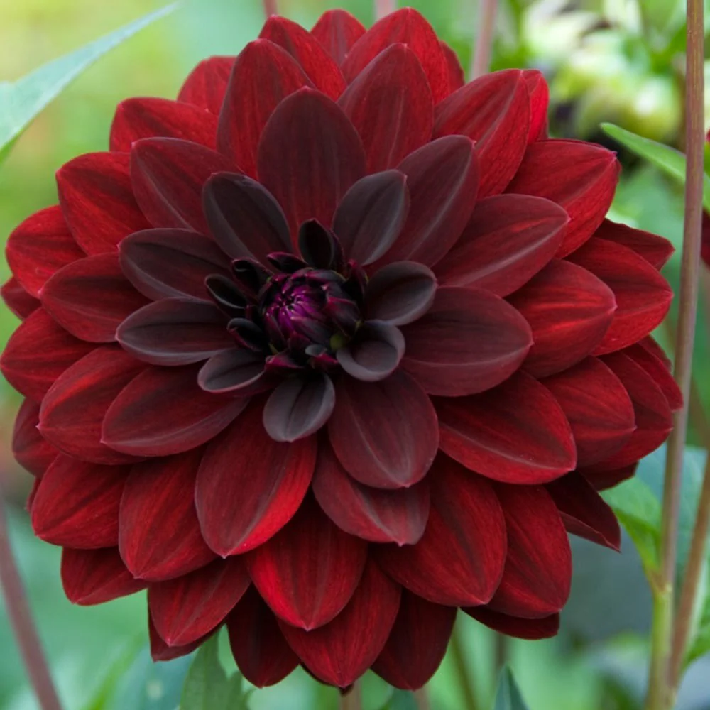 Dahlia Night Queen 1 Bulb Per Pack - Image 2