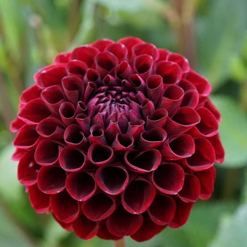 Dahlia Night Queen 1 Bulb Per Pack - Image 3