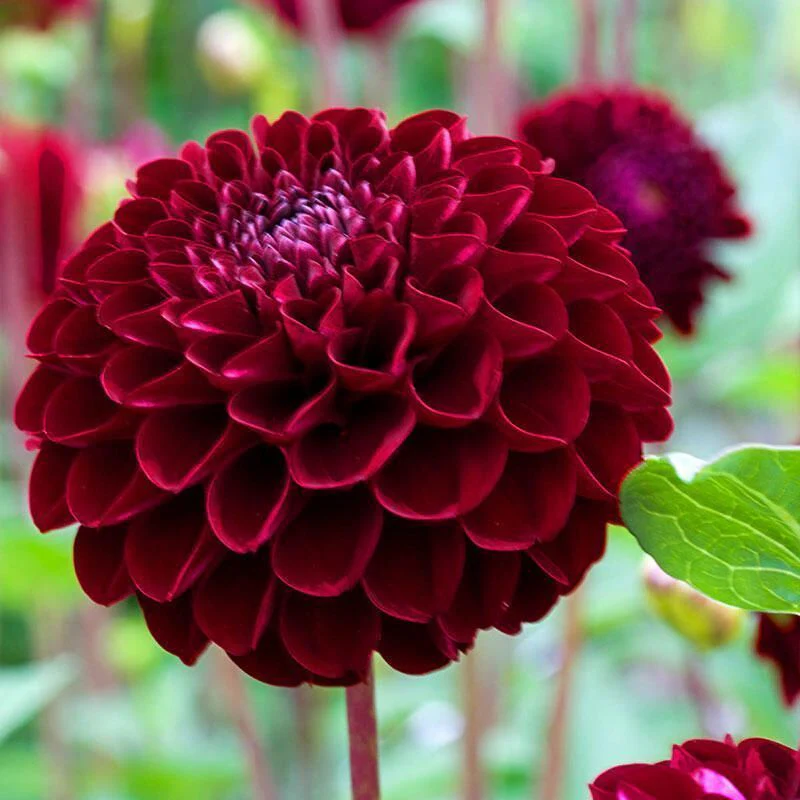 Dahlia Night Queen 1 Bulb Per Pack - Image 4