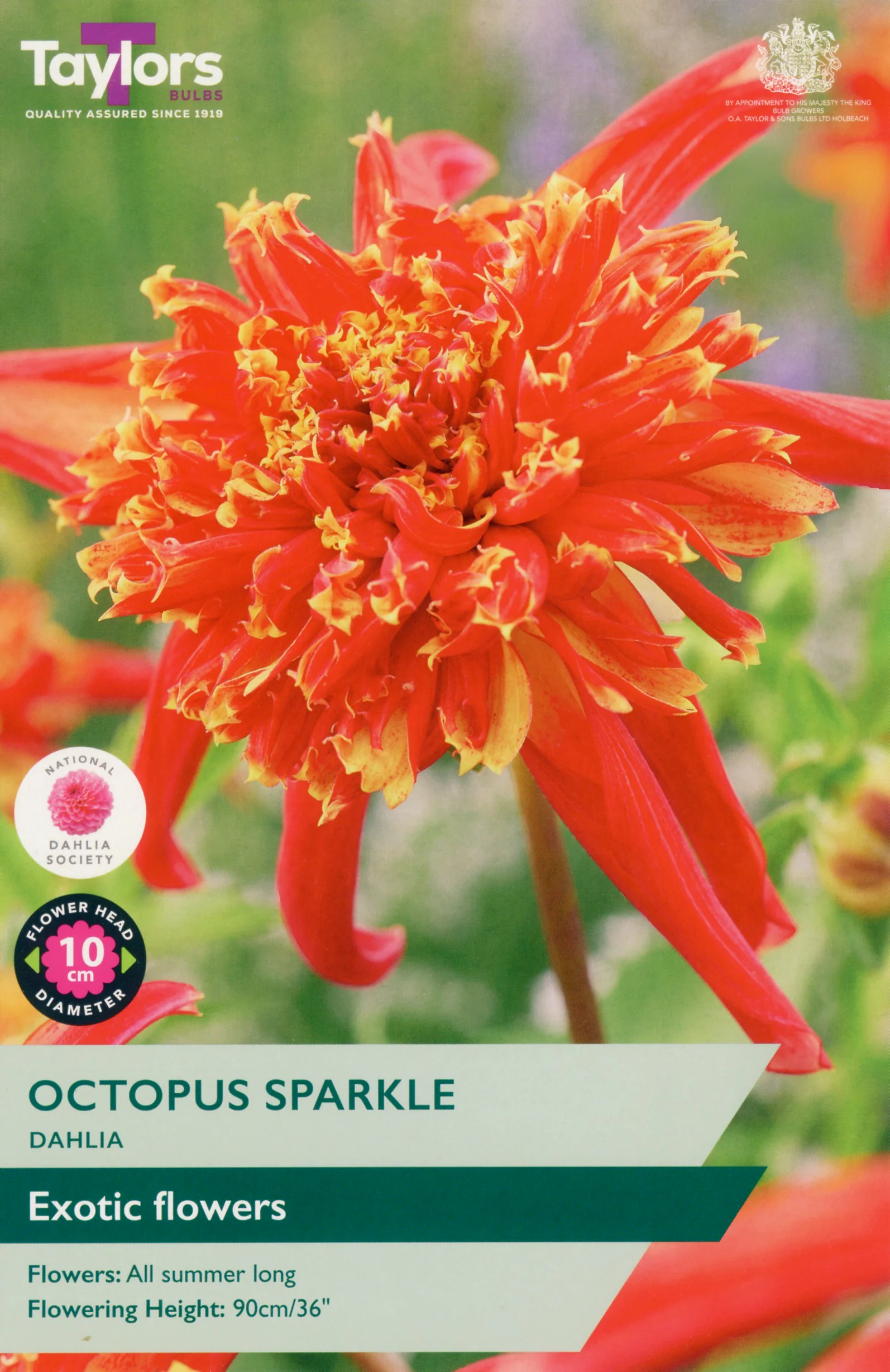 Dahlia Octopus Sparkle 1 Bulb Per Pack